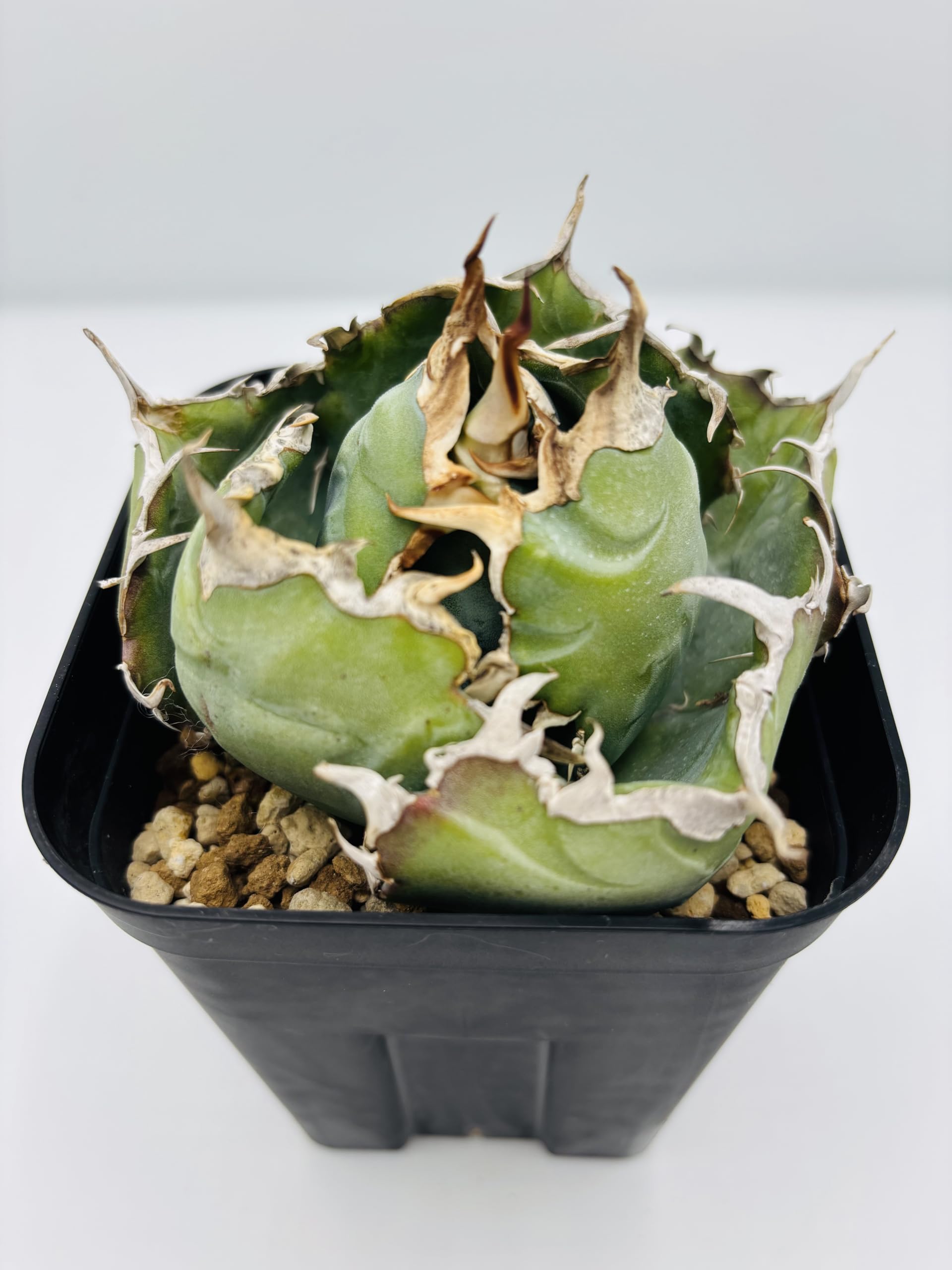 多肉植物　アガベ チタノタ 白鯨 子株 49株同梱 Amazon｜アガベ チタノタ 白鯨/Agave titanota 'White Whale/観葉植物
